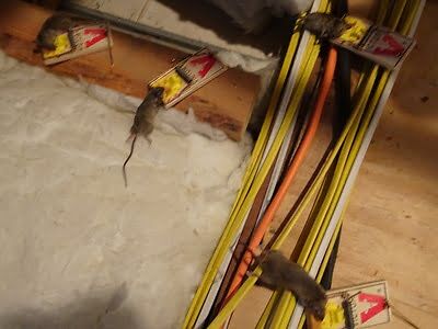 rodent trapping